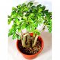 Super Sale Air Plant 3'' Pink Murex Shell Kit