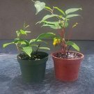 Super Sale Creeping Fig Plant Ficus pumila