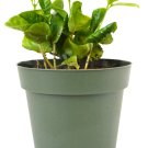 Super Sale Creeping Fig Plant