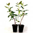Super Sale 2 Epiphyllum Orchid Cactus Night Blooming Cereus Cutting