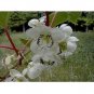 Super Sale Hardy Chicago Edible Fig Plant Ficus Hardy Potted