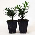 Super Sale Blue White Passion Flower Passiflora Potted