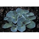 Super Sale Dwarf Pomegranate