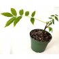 Super Sale Ocean Spider Plant Easy to Grow Cleans the Air NEW 2 Pack