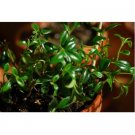 Super Sale Citronella Geranium Mosquito Repellent Plants Large Size 2 Pack