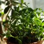 Super Sale Citronella Geranium Mosquito Repellent Plants Large Size 2 Pack