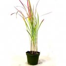 Super Sale Superba Robusta Snake Plant Sanseveria