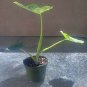 Super Sale Lady Margaret Passion Flower