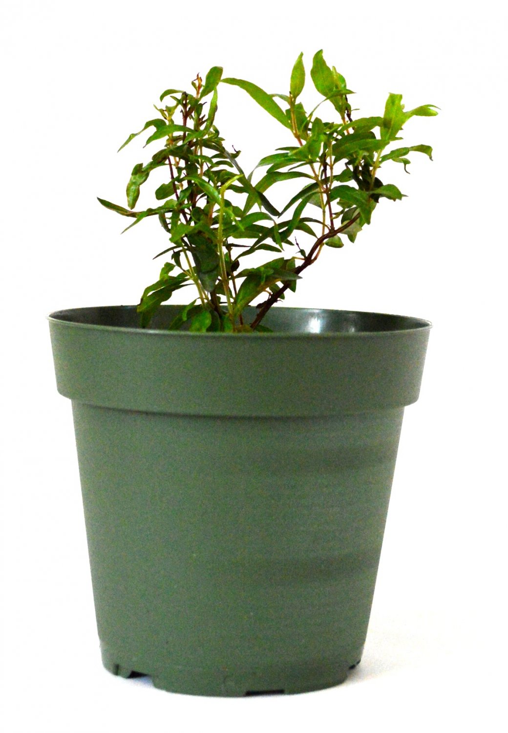 Super Sale Olive Tree