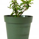 Super Sale Olive Tree