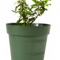 Super Sale Olive Tree