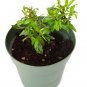 Super Sale Olive Tree