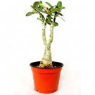 Super Sale Rare ZZ PlantZamioculcas zamiifolia House Plant Bonsai