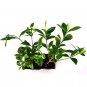 Super Sale White Christmas Cactus Plant Zygocactus