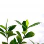 Super Sale White Christmas Cactus Plant Zygocactus
