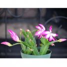 Super Sale Cape Sundew Plant Drosera capensis Carnivorous Gift Box