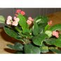 Super Sale Red Christmas Cactus Plant Zygocactus