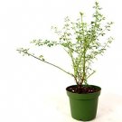 Super Sale Southern Home Muscadine Grape Plant