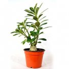 Super Sale Wonderful Pomegranate Tree very sweet