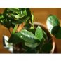 Super Sale Ruby Glow Passion Flower Plant Passiflora Easter Plant