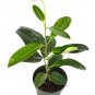 Super Sale Lucky Bamboo with White Ceramic Pot