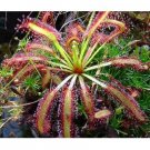 Super Sale Nandina Domestica Gulf Stream Heavenly Bamboo 2 Pack