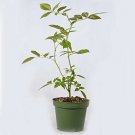 Super Sale White Gardenia 2 Set