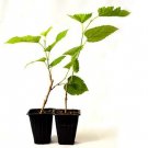 Super Sale Lucky Bamboo with Black Tear Drop Ceramic Vase