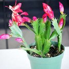 Super Sale Live 5 Style Lucky Bamboo Plant Arrangement with Ceramic Panda Vase