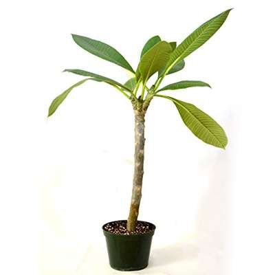 Super Sale Dwarf Mulberry Tree 2 Pack