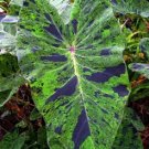 Super Sale Sparkle Strawberry Plant 4 Pack