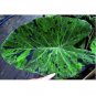 Super Sale Sparkle Strawberry Plant 4 Pack