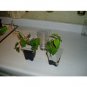 Super Sale Live 3 Style Party Set of 2 Bamboo Plant Arrangement w Ceramic Vase