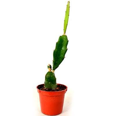 Super Sale Venus Flytrap Fly Trap Dionaea Muscipula Carnivorous Plant 2 Pack