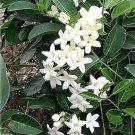 Super Sale TWO Bay Laurel plants Bay Leaf GREAT HERB four inch