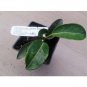 Super Sale TWO Bay Laurel plants Bay Leaf GREAT HERB four inch