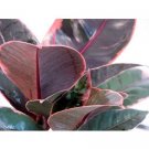 Super Sale Olea Europea "Olive" Bonsai Seed Kit Gift Complete Kit to Grow