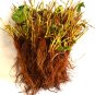 Super Sale Air Plant Terrarium Kit with Moss and Pebbles