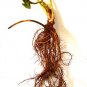Super Sale Air Plant Terrarium Kit with Moss and Pebbles