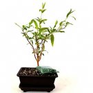 Super Sale Juniper Bonsai in Japanese Ceramic Pot