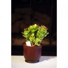 Super Sale Live 8 Braided Lucky Bamboo Plant Arrangement w Pebble & Vase