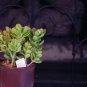 Super Sale Live 8 Braided Lucky Bamboo Plant Arrangement w Pebble & Vase