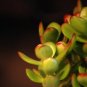 Super Sale Live 8 Braided Lucky Bamboo Plant Arrangement w Pebble & Vase