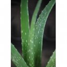 Super Sale Live 8 Braided Style Lucky Bamboo Plant Arrangement with Black Vase