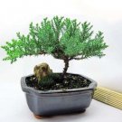 Super Sale Desert Rose Black Fire