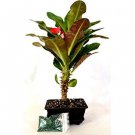 Super Sale Lucky Bamboo Spiral Style with Silk Flowers and Ceramic Vase