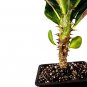 Super Sale Lucky Bamboo Spiral Style with Silk Flowers and Ceramic Vase