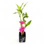 Super Sale one gallon Dwarf Banana Musa "Dwarf Cavendish" Best House Plant