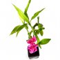 Super Sale one gallon Dwarf Banana Musa "Dwarf Cavendish" Best House Plant