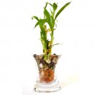 Super Sale Good Hope Clivia Plant 1 Gallon